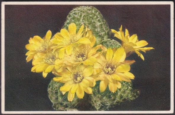 Printed colour postcard showing a view of a flowering Lobivia spec. cactus.

Published by J. Burrow & Co Ltd, London, printed by Stehli Frères, Zürich, No 224.

Postally used on 25 November 1941 with Ealing cancellation on dark orange 2d stamp and sent to Miss S? Dickinson? c/o Rookwood, Burkes Road, Beaconsfield, Buckinghamshire.

Good condition, with slight corner bumps.