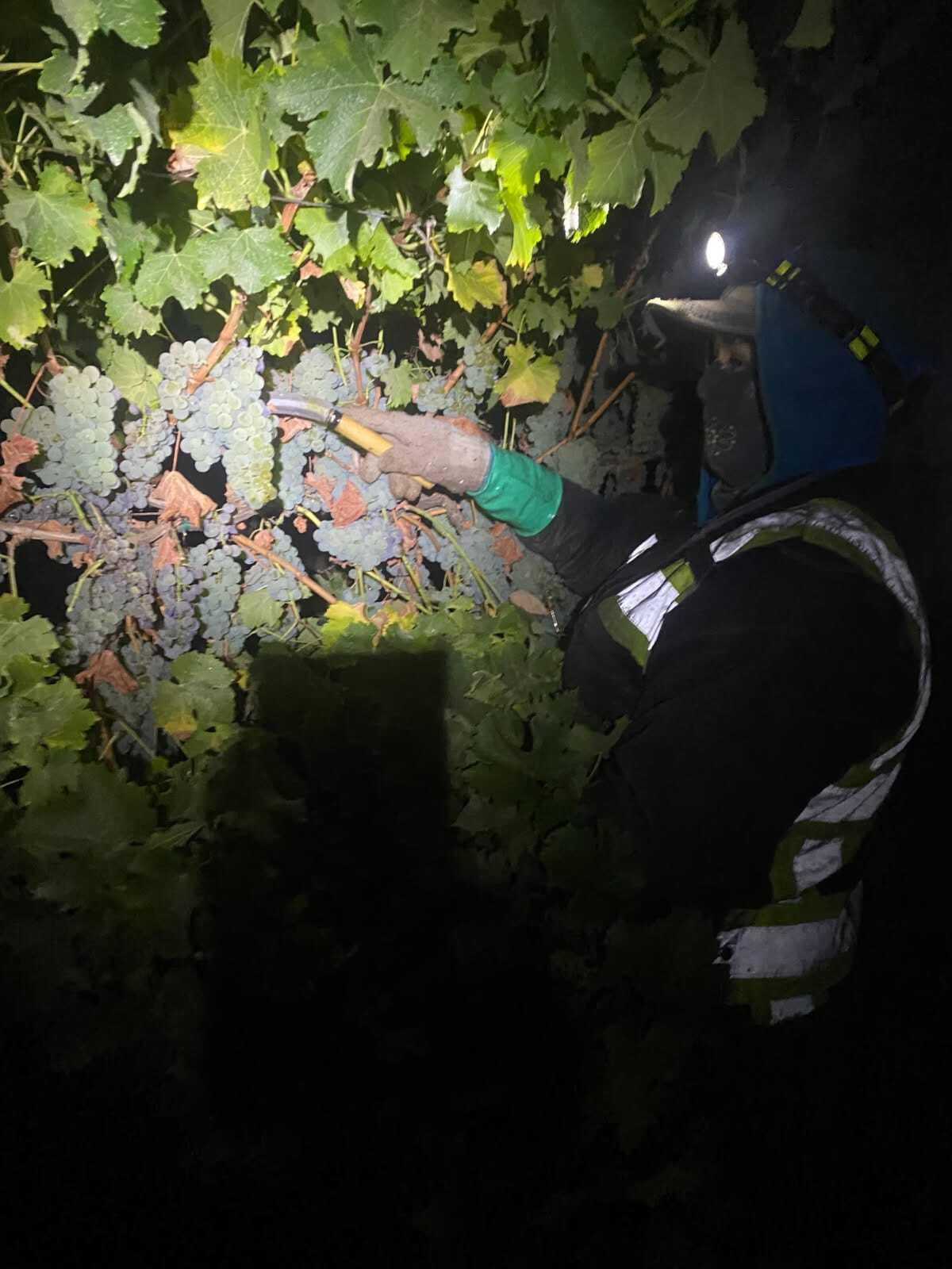 A farm worker harvesting wine grapes at night