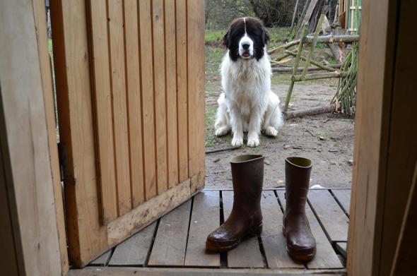 Un gros chien attend assis dehors devant la porte.