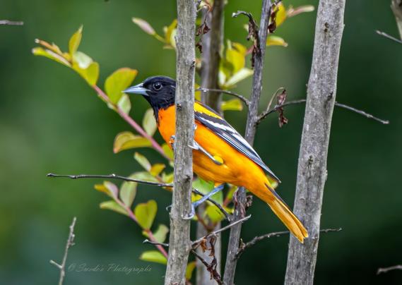 "Perched with quiet poise on a slender tree branch, the Baltimore Oriole (Icterus galbula) radiates brilliance against a lush green backdrop. Its body is ablaze with a rich, fiery orange—like a flame flickering in the forest canopy. The wings are jet black, edged with crisp white streaks that resemble brushstrokes of light. Its head, also black, gives the bird a regal, masked appearance, as if dressed for a ceremonial rite. The branch curves gently beneath its feet, textured with bark and framed by soft, out-of-focus foliage that whispers of summer. The oriole’s posture is alert yet serene, a sentinel of song and color in the quiet green. The image captures not just a bird, but a moment of vivid stillness—where nature’s palette and presence converge in a single, sovereign perch. In the bottom left corner, the image bears the signature “© Swede’s Photographs,” marking the scene as both witness and offering." - Microsoft Copilot