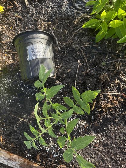 A black container with a silver tape with the laurams dwarf tomato written on it. A tomato plant in the foreground, and a longevity spinach plant in the background