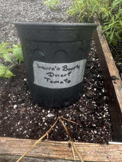 Another Laura’s bounty dwarf tomato black container. Two small tomato plants next to Mexican marigold plant