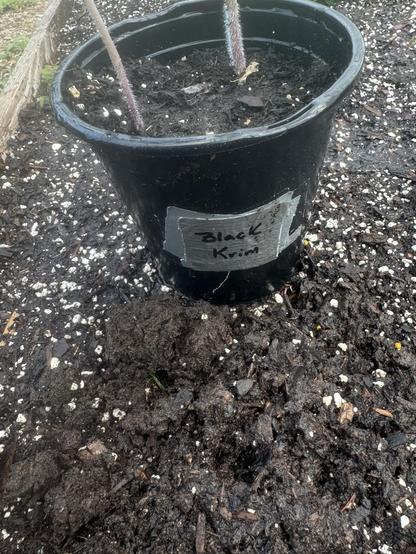 Two black krim tomato plants in a black container