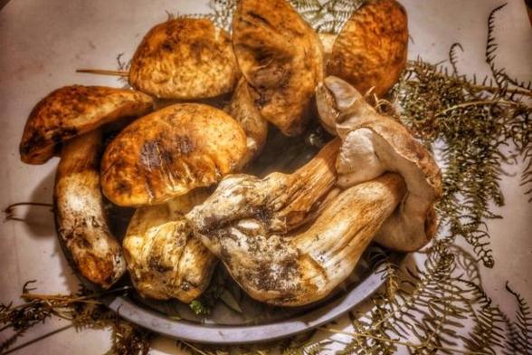 Setas matsutake, uno de los manjares más caros del mundo. (Getty Images/500px)