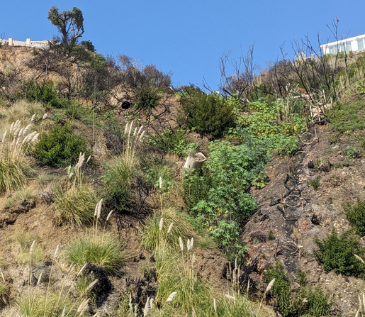 Burned scrub and new growth