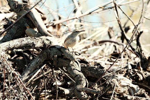 A long-beaked Rock Wren is posing, chest toward the camera, on some old dead wood, surrounded by twigs. It has a black spotted face and neck with some linear traces of black on its chest. It has a black stripe going from its eye to the back of its head. Its beak is long and narrow.