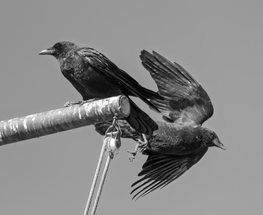 Two American Crows - one taking off to the right and behind the other, from a metal post with a rope on a pulley under it. Monochrome.