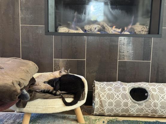 Two cats curled up together on a cream-colored bed below a modern gas fireplace.