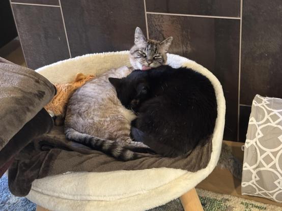 Close-up of the two cats on the bed, nestled together cozily like a yin-yang. Max, a lynx point siamese cat has his tongue out, licking Pixel, a sleepy tuxedo cat.