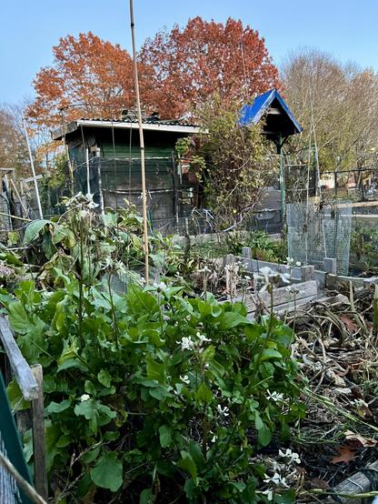 A big, healthy green bush of arugula dominating the corner of one of the raised beds in my community garden plot. Everything else is pretty much dried or wilted. There’s a little hut in the neighboring gardener’s blot across the foot path. Tall trees with red leaves soars in the background against the pale evening blue sky in the distance.