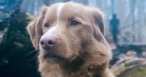 Dog from Good Boy movie