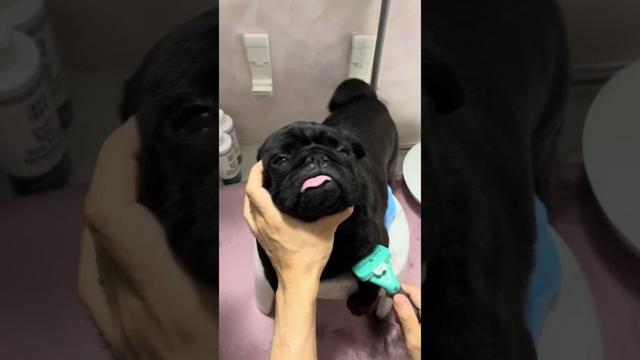 【パグ】ブラッシングはこれで決まり！「ファーミネーター」　#shorts