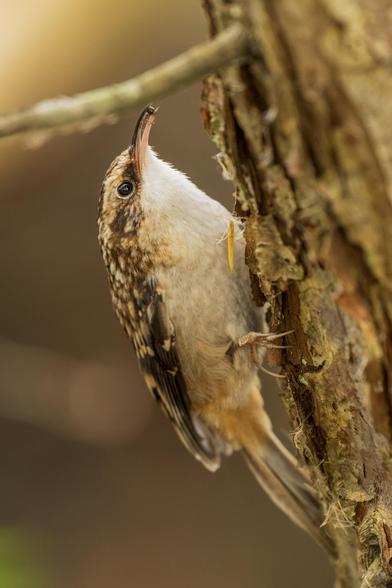 a Brown Creeper clings to the side of a flaky tree trunk with its long claws. in its long bill it holds its prize: a fat ant
