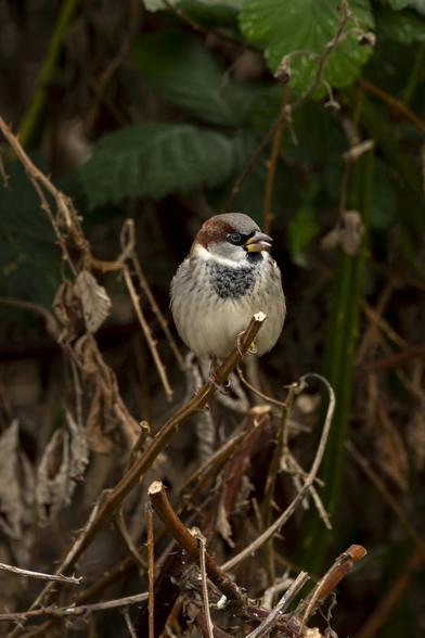 a house sparrow is perched on a cut-off branch of some bush. it looks fairly plump, and was snapped right when it opened its beak, so it looks like it's holding its tongue out