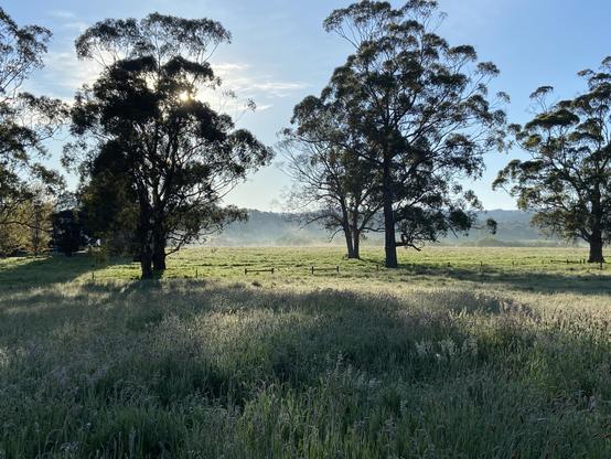 Morning sunlight shines through a stand of eucalyptus trees in a field under blue skies