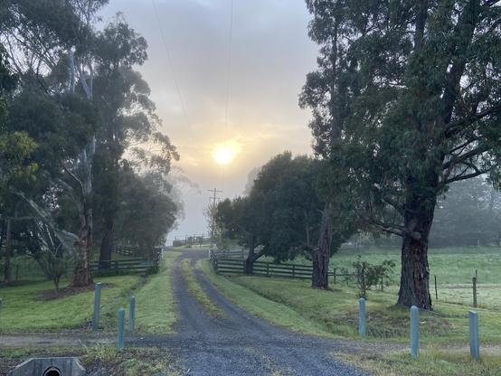 The sun rises over a mist-covered dirt road flanked by eucalyptus trees