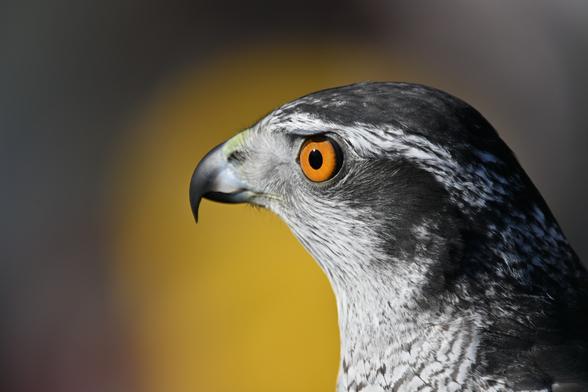 a hawk with bright yellow eyes - the head is captured against a blurry yellow blob in the background.