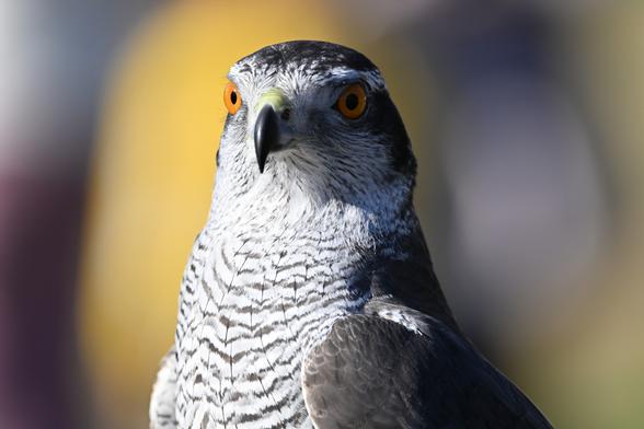 same hawk but head turned toward camera