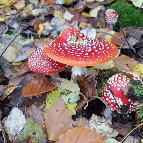 Im Focus steht eine Ansammlung von 4 Fliegenpilzen, gestochen scharf, dunkelrot leuchtend mit den typischen weißen Flöckchen auf der Haube. 
Die Hüte zeigen sich in unterschiedlichen Wachstumsphasen. Ganz hinten jung und kugelig, der Vordere halbkugelig und der Linke konvex. Schließlich der Größte in der Mitte scheibenförmig mit etwas herabgebogenem, gestreiftem Rand und einem Loch in seinem Hut, in dem sich erst Regenwasser gesammelt hat, der sogenannte „Zwergenwein“, das dann durch das Loch abgeflossen ist.
Das Laub im Vordergrund, das Moos, dünne Zweige ebenfalls scharf und klar erkennbar. 
Drumherum und weiter hinten Laub und Moos in verschiedenen Grün- und Brauntönen, unscharf und leicht verschwommen.