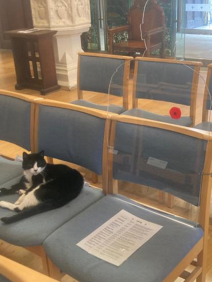 Black and white cat sitting on a chair next to a clear Perspex silhouette of a soldier wearing a poppy. A list of names from the war memorial is on the chair in front of the soldier.