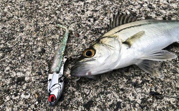 陸っぱりヒラメゲームのついでにシーバスを狙ったら入れ食い! 使用ルアーは『IJ16』のみ