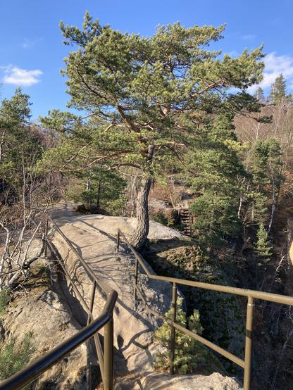 Solitérní sosna rostoucí na pískovcové skále.