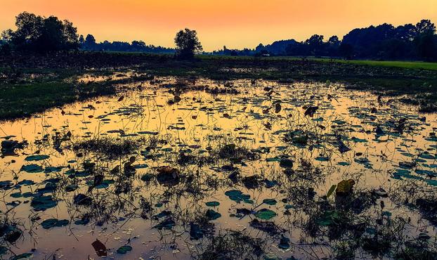 Photo shows a sunset over a wetland area. In the front there is a pond which is coloured gold, yellow and red by mirroring the sky coloured by the setting sun. An array of trees border frames the wetland and forms the horizontal line dividing the sky from the wetland. Cambodia is as safe, comfortable and kind as ever. Angkor and Siem Reap welcomes visitors.