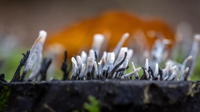 Close-up photo of tiny white and black fungi (candle snuff fungus) growing from a tree trunk. The delicate, finger-like shapes reach upward, with soft green moss around them and a warm orange blur in the background adding depth and color contrast.