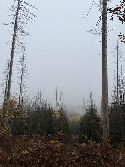 Blick durch eine Schneise im Wald in eine trübe Nebelwand.