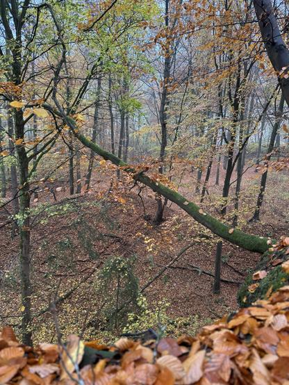 Blick von einem Hang in einen goldenen Herbstwald. Wir stehen oben auf dem Hang, inmitten von Buchen.