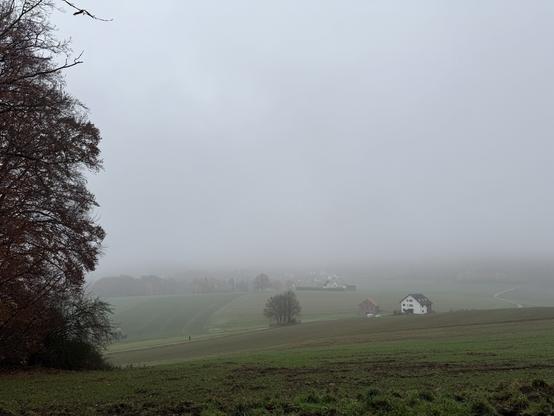 Blick vom Waldrand über sanft abfallende Felder. Alles gedämpft von einem dichten Nebel.