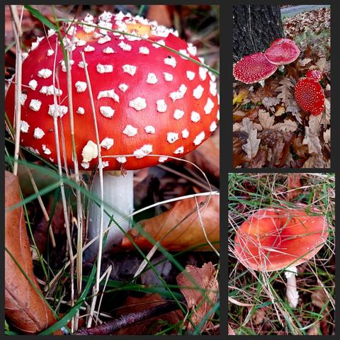 Collage van drie foto's,  vliegenzwammen tussen gras en herfstbladeren.
Links: één bolle rode, met veel witte stippen. 

Rechts boven: een groepje van vijf platte zwammen met witte stippen voor een boomstam waarvan je het onderste deel ziet.
Een paddenstoel ligt gekanteld op de grond.

Rechtsonder: Één platte, oranjerood met weinig stippen.