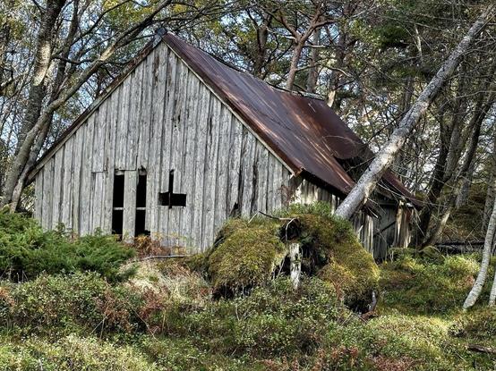 Weathered wooden barn partially collapsed in a forested area, surrounded by moss, shrubs, and trees. The barn's rusted metal roof is sloping and partially detached, with various openings including broken and missing doors and windows.