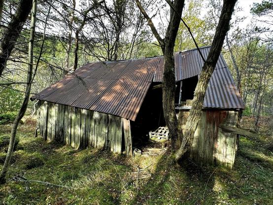 Rusty corrugated metal roof covers an old wooden shed surrounded by trees in a forest setting. The shed's walls appear weathered and mossy, with part of the structure visibly deteriorating, revealing the interior. Sunlight filters through the trees, highlighting parts of the grassy ground and shed.