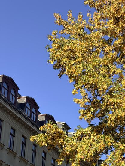 Brilliant yellow autumn leaves of a tall (plane?) tree contrast against the solid blue sky and old 5-story German housing (flats).