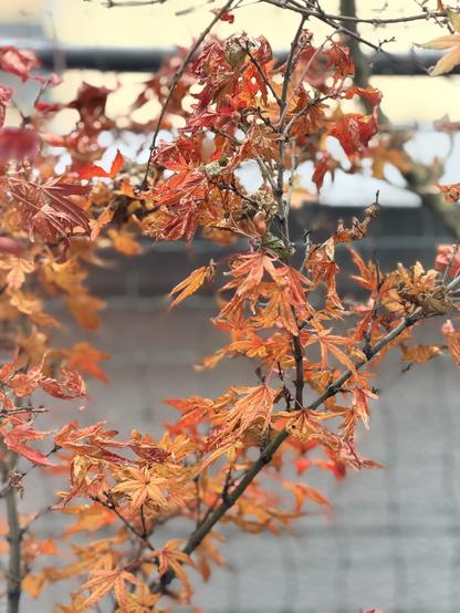 Almost fallen red-orange autumn leaves are still attached to a potted Japanese maple in a walled balcony garden.