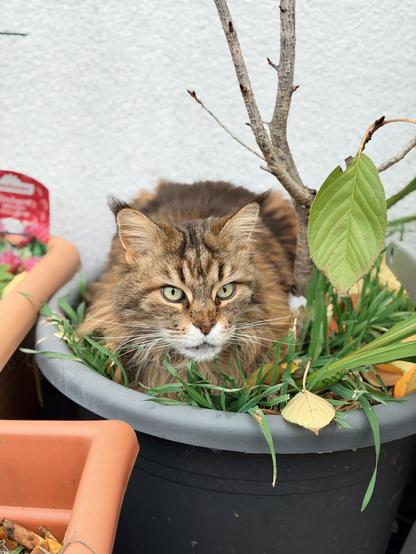 A ginger and black tabby Maine Coon cat with a white chin and an intense stare loafs in a sakura tree plastic grey pot on a bed of munched grass (grown from the packing straw that a nursery uses to send plants - likely rye or wheat - if left alone, the grass makes grain. She’s cold and grumpy at the oft windy, cold weather.
