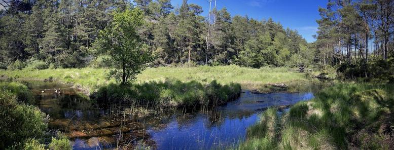 Panoramic view of a serene wetland area featuring a reflective water body surrounded by lush green grass and dense clusters of trees under a clear blue sky.
