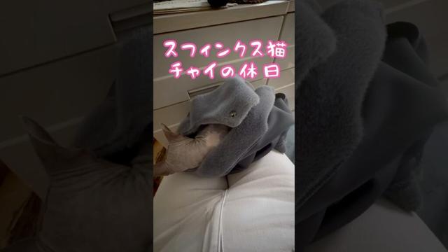 スフィンクス猫チャイのゆっくり過ごす時間#shorts#cat #猫 #lifewithcats #猫のいる暮らし #sphynx