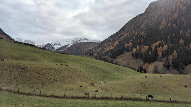 Near hillside is green with numerous goats, beyond is a white capped mountain