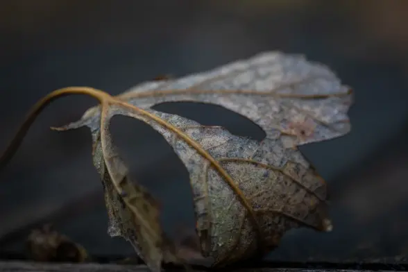 Macro photography of a perforated leaf curled up on a table.