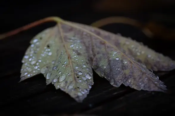 Macro photograph of the underside of a deciduous leaf with many water droplets of varying sizes