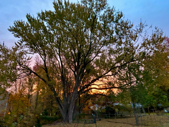 Yellow and pink sunrise through the trees