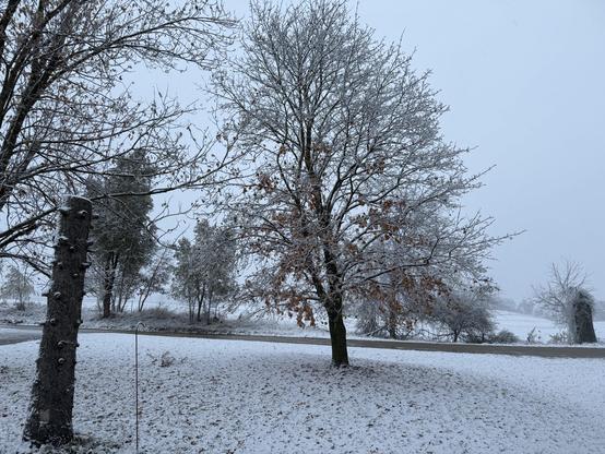Our snow covered front yard with fallen leaves poking out of the thin layer of white stuff. Our red maple stands tall in the middle of the frame, a few leaves still clinging to it.