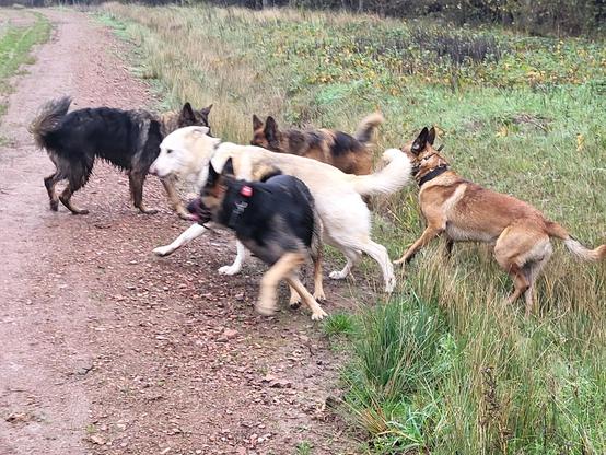 6 GermanShepherds half om grass half on a path