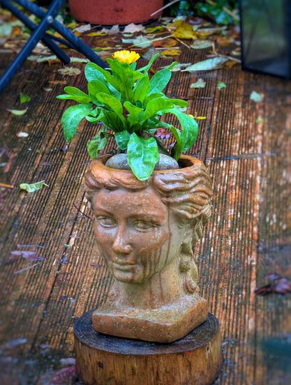 Eine Steinstatue eines Frauenkopfes steht auf einem Holzstumpf. Aus der Öffnung oben auf dem Kopf wächst eine Ringelblume mit grünen Blättern. Auf der Statue hängen vom Regen verlaufene Wasser- und Moosspuren herab, was den Eindruck von Tränen erweckt. Umgebung: nasses Holzdeck mit herabgefallenen Blättern. Foto by Johann Seidl, Freisinger Gartenblog.