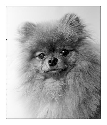 A detailed, black and white square film portrait of a Pomeranian. The dog's face is in sharp focus, showing its dark eyes and nose, while its abundant, fluffy fur fills the frame against a plain background
