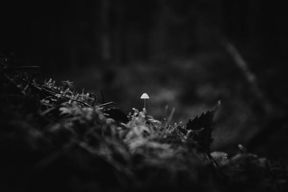 A monochrome wide angle photograph of a small white mushroom growing on a dead tree trunk, surrounded by moss and various debris. the trunk slops down from the left towards the lower right corner and in the out of focus background, you can make out the shapes of numerous tree trunks.