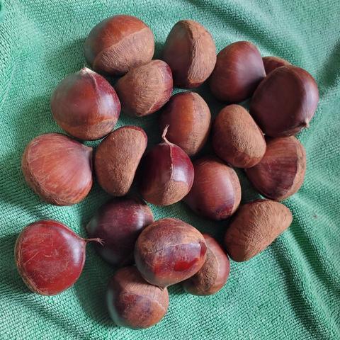 Close-up overhead shot of about 17 fresh chestnuts on a textured turquoise surface. The chestnuts are in varying shades of brown, some with a lighter, textured outer layer and others with a darker, smooth finish. The turquoise background is a finely woven fabric.