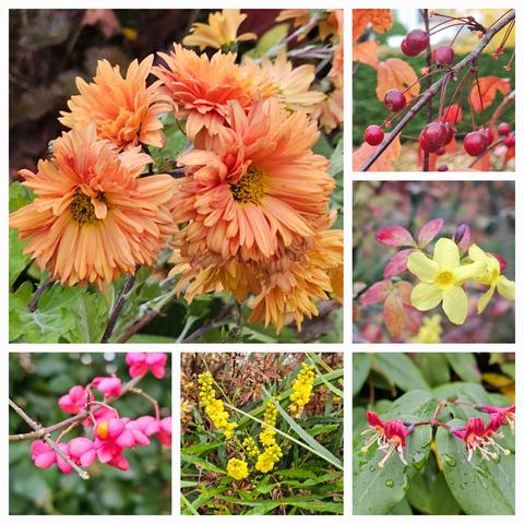 Top left: semi-double flowers in apricot-orange of Chrysanthemum 'Mandarine'.
Top right: small, dark red crapp apples of Malus toringo 'Freja', which are already pretty popular with the blackbirds.
Middle right: bright yellow flowers of Jasminum nudiflorum, the leaves are turning red, but the climber is starting it's flowering season. 
Bottom left: bright pink and orange berries of Euonimus europaeus. 
Bottom middle: yellow spikes of Mahonia 'Soft Cares', a variety with small long leaves. 
Bottom right: the last late flowers of Lonicera henrii, an evergreen honeysuckle, not in the usual dark yellow but dark red.